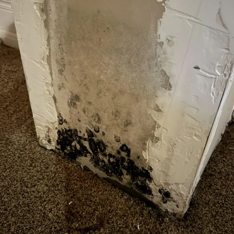 Professional Mold Removal in Carthage, MS